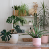 Conservatory Plants